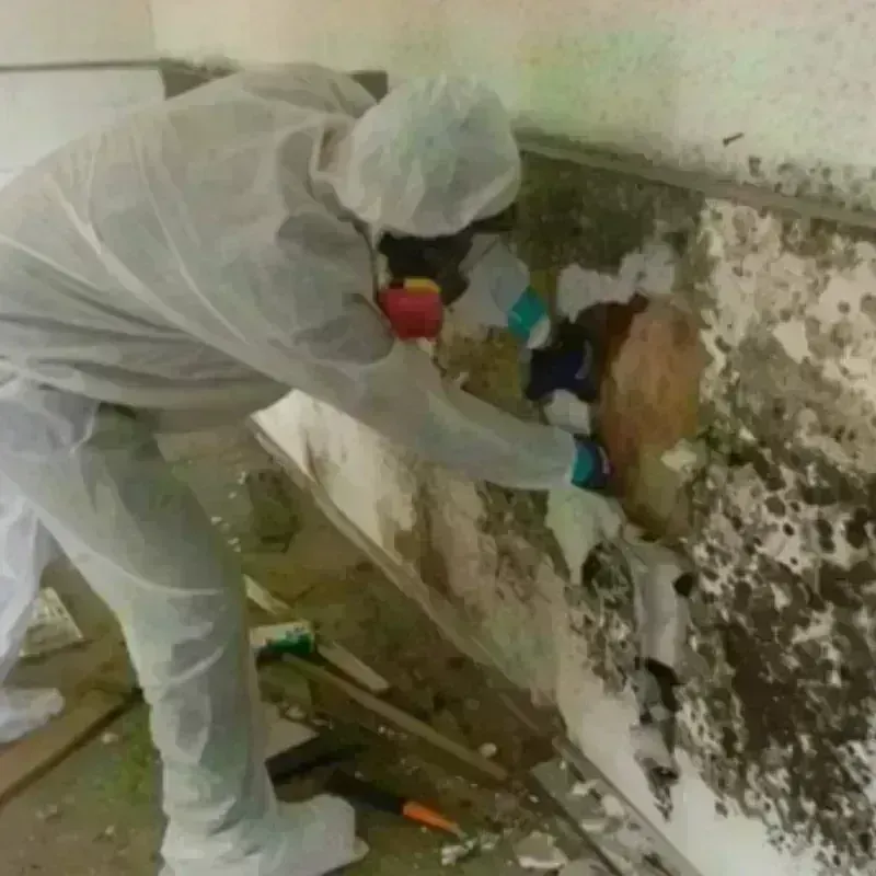 Mold Remediation and Removal in Florin, CA